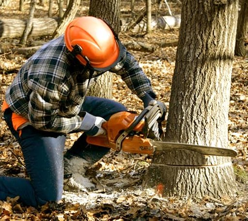 Tree Removal in Asheville, NC